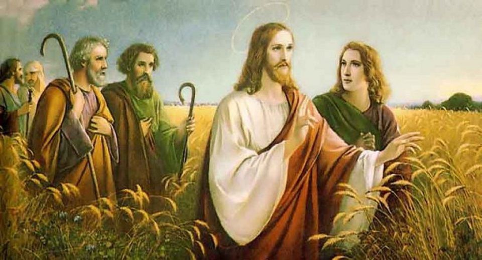 CN XVI TNA: Lúa và cỏ